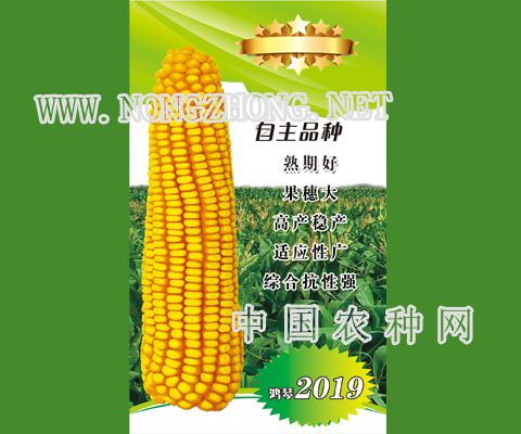 鸿琴2019玉米种子